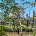 19 King Arthur Terrace, Tennyson , QLD  4105 Australia